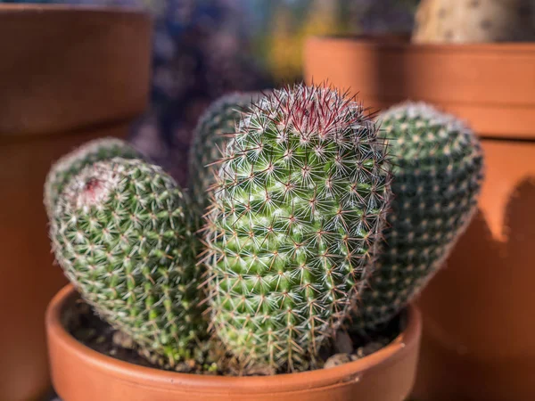 Nahaufnahme einer Kaktuspflanze — Stockfoto