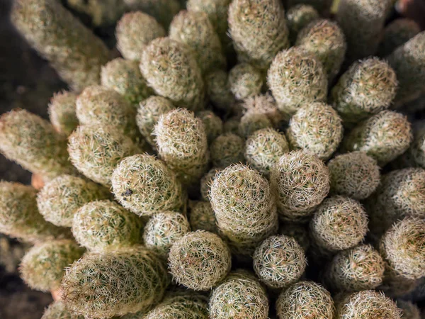 Nahaufnahme einer Kaktuspflanze — Stockfoto