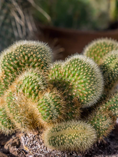 Kaktüs bitki closeup — Stok fotoğraf