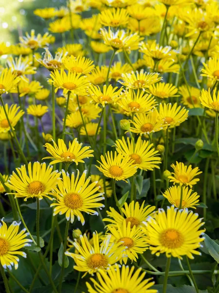 꽃에 doronicum grandiflorum — 스톡 사진