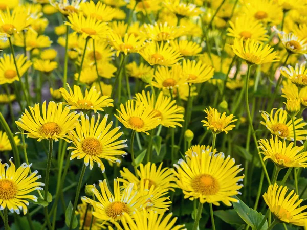 꽃에 doronicum grandiflorum — 스톡 사진