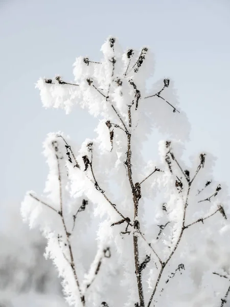Een plant Frosted — Stockfoto