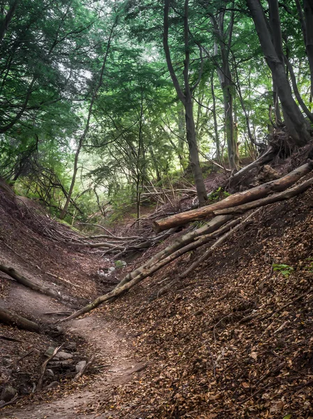 Fox Ravine vicino a Jastzrebia Gora — Foto Stock