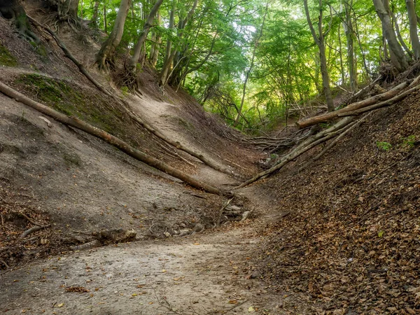 Ravin Fox près de Jastrzebia Gora — Photo