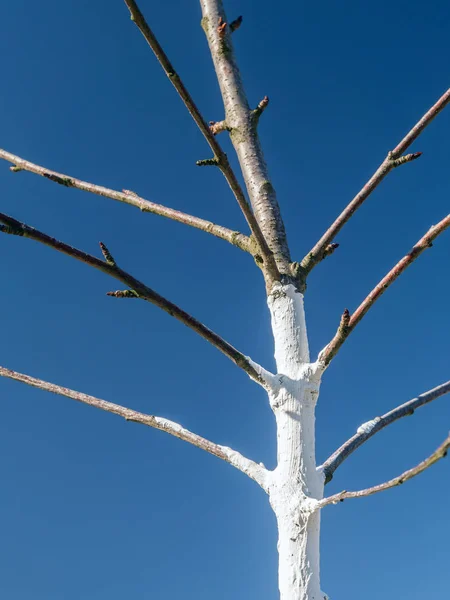 Pohon buah muda yang dicuci putih — Stok Foto