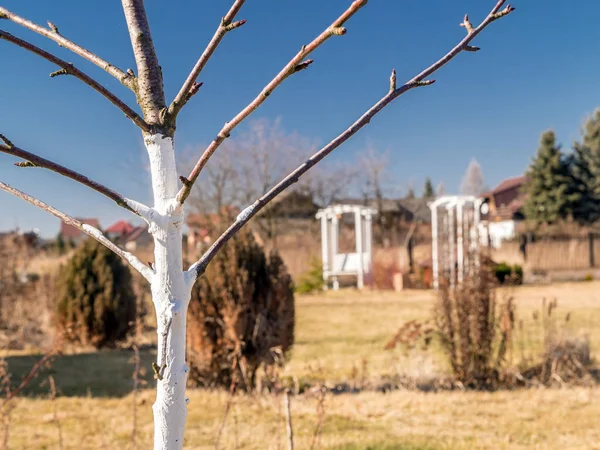 Jeune arbre fruitier blanchi à la chaux — Photo