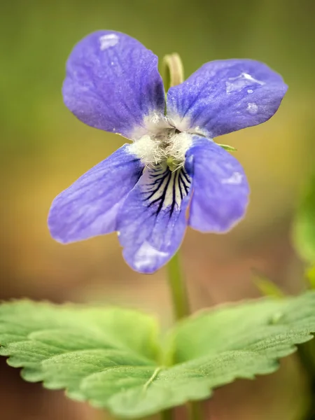 En violett blomma — Stockfoto