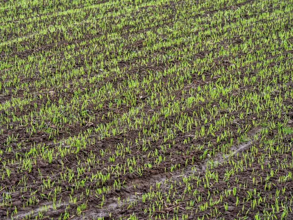 Campo di maturazione del frumento — Foto Stock