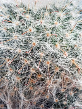 Kaktüs bitki closeup