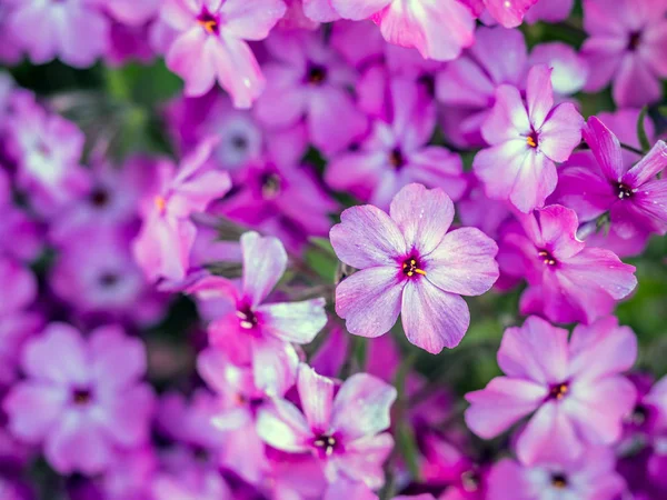 Phlox subulata flowers in blossom — Stock Photo, Image