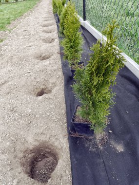 Mazı (bitki) ağaçları dikilecek hazır