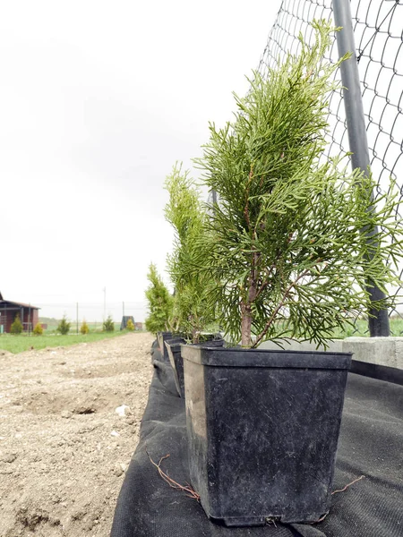 Thuja alberi pronti per essere piantati — Foto Stock