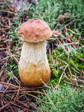 defne boletus mantar