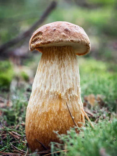 Болетовый гриб — стоковое фото