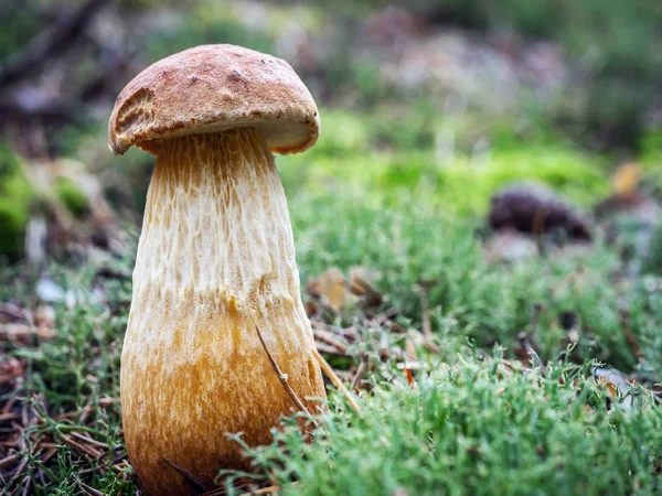 Baai boletus paddestoel — Stockfoto