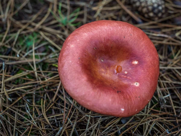 Мухомор гриб — стокове фото
