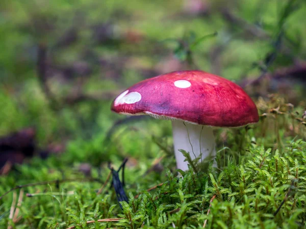 Fly agaric mushroom — Stock Photo, Image