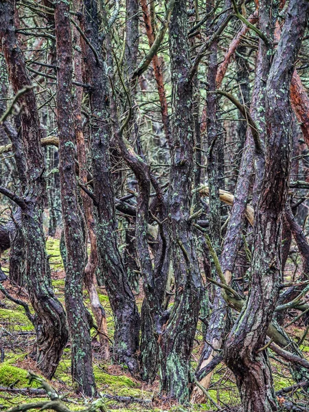 Forêt de pins dans le parc national de Slowinski, Pologne — Photo