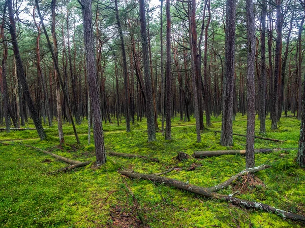 Dennenbos in het Slowinski Nationaalpark, Polen — Stockfoto