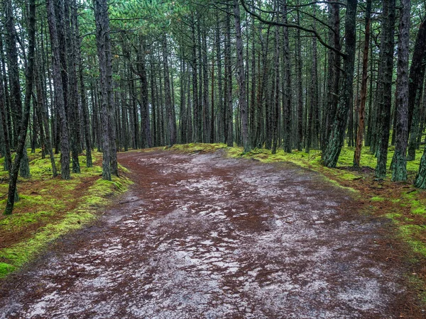 Forest track in the Slowinski National Park, Poland