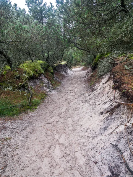 Sendero de arena en el Parque Nacional Slowinski, Polonia —  Fotos de Stock