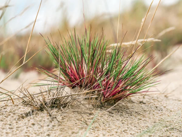 Dune grass - Slowinski National Park, Polsko — Stock fotografie