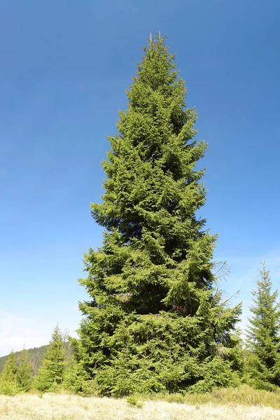 Pohon cemara raksasa — Stok Foto