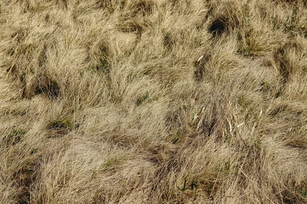Suché trávy pozadí — Stock fotografie