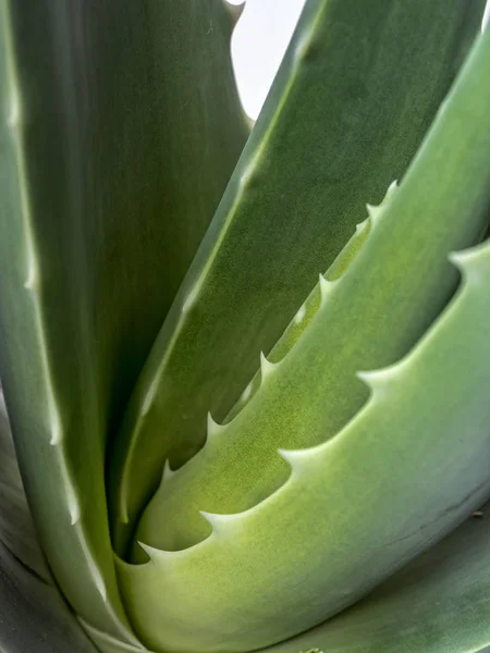 Ingegoten Aloë vera plant — Stockfoto