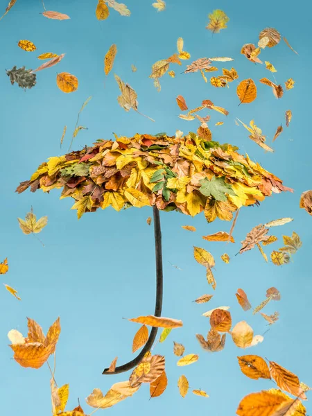 The autumn umbrella — Stock Photo, Image