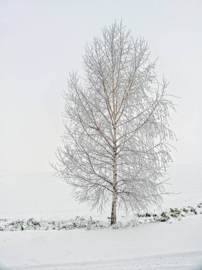 Yalnız huş ağacı kışın