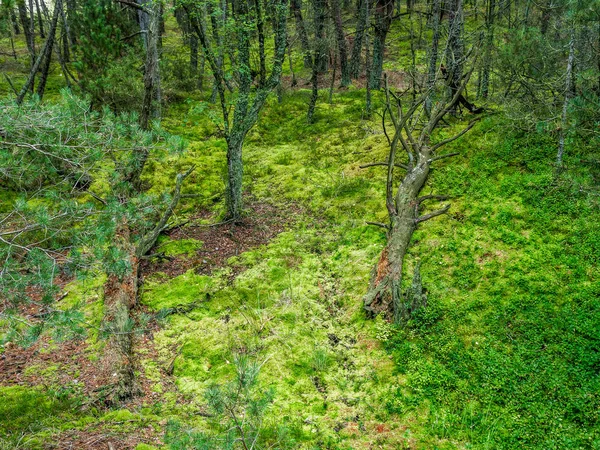 Bosque de pinos en el Parque Nacional Slowinski, Polonia —  Fotos de Stock