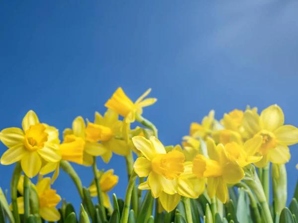 Um monte de narcisos frescos — Fotografia de Stock