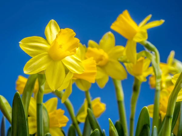Bunch of fresh daffodils — Stock Photo, Image