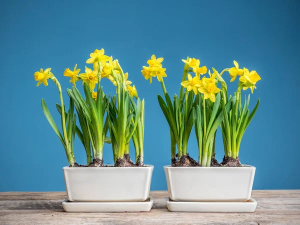 Fresh potted daffodils — Stock Photo, Image