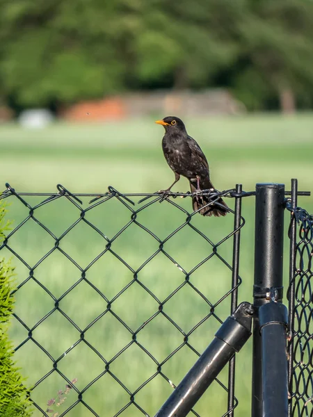 Male blackbird on a fence — Stock Photo, Image