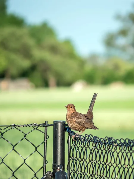 Female blackbird on a fence — Stock Photo, Image