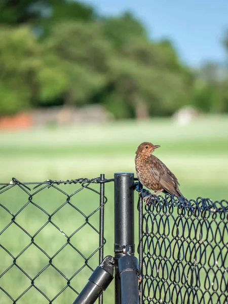 Female blackbird on a fence — Stock Photo, Image
