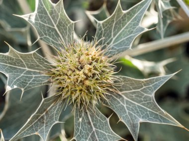 Deniz Holly çiçekleri