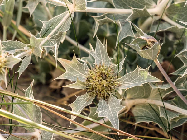 Deniz Holly çiçekleri — Stok fotoğraf