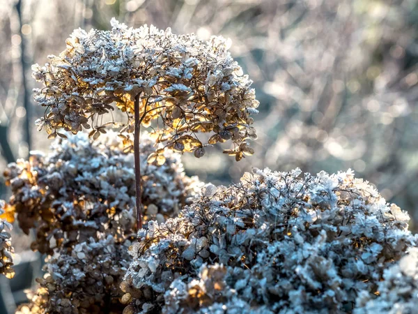 Frost-covered hortensia flowers — Stockfoto