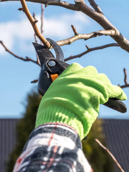 Snoeien van bomen vruchten — Stockfoto