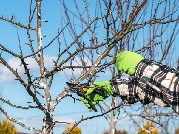 Snoeien van bomen vruchten — Stockfoto