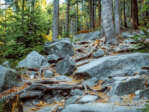 Skalista Ścieżka Turystyczna Prowadząca Tzw Błędnych Skał Park Narodowy Góry — Zdjęcie stockowe