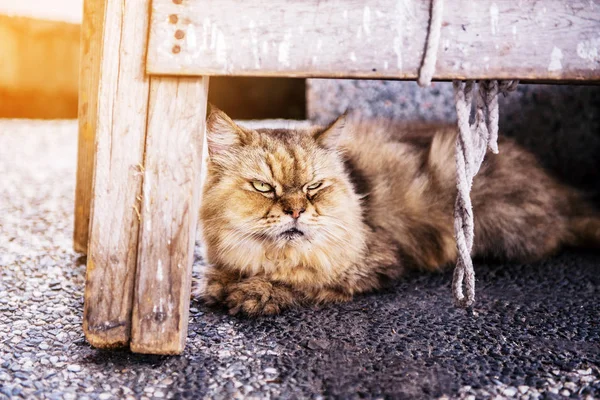 Brun Katt Houtong Cat Village Verkställande District Nya Taipei Taiwan — Stockfoto