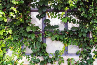 Duvarda yeşil sarmaşık yaprakları