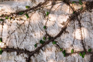 Duvar, beton duvar doku grunge arka plan yapraklarda yeşil sarmaşık