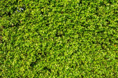 Güzel canlı yeşil yaprak, taze yaprak