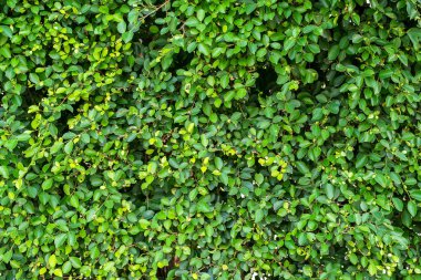 Güzel canlı yeşil yaprak, taze yaprak