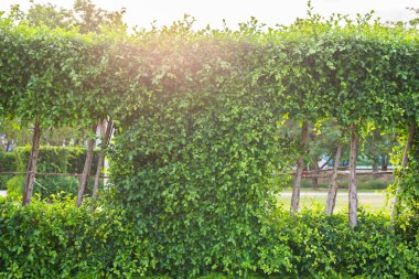 Güzel canlı yeşil yaprak, taze yaprak